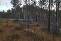 alkkianvuori_suometsaa